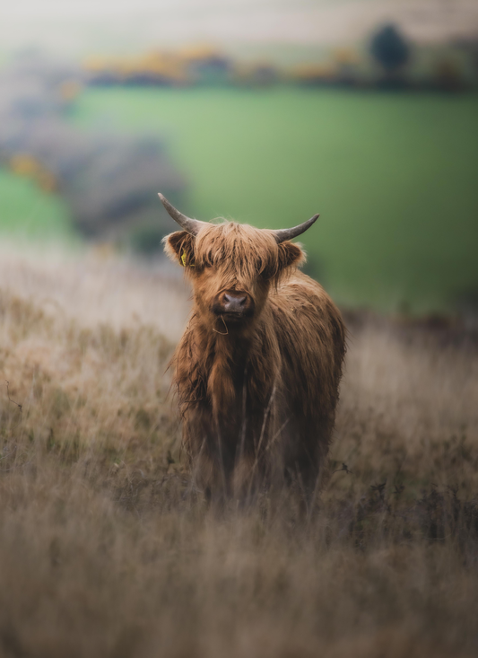 Matilda in the feild-8" x 10" Custom Designed Aluminum Sign – by Black Sheep Personalized Gifts